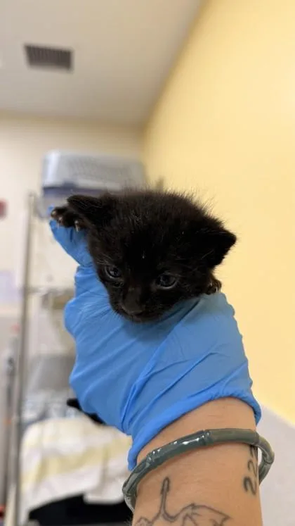 A baby small-sized male Domestic Short Hair cat named BamBam for adoption in Honolulu, HI