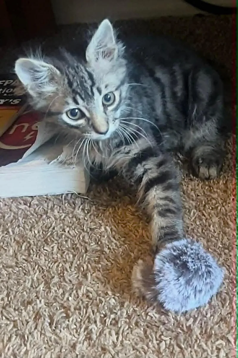 A baby medium-sized male Tabby cat named Captain for adoption in St. George, UT