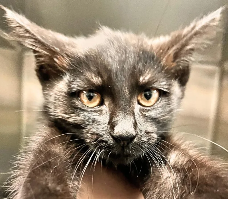 A baby small-sized female Domestic Short Hair cat named Clawdia for adoption in Utica, MI