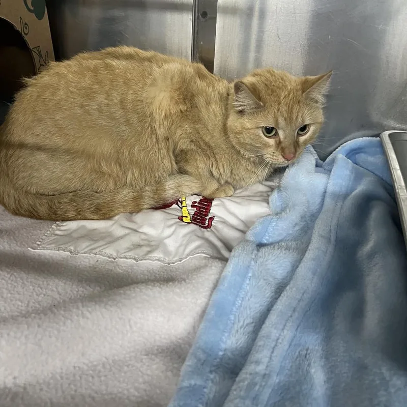 An adult medium-sized female Orange / Red Domestic Short Hair cat named Ava M for adoption in St. Louis, MO