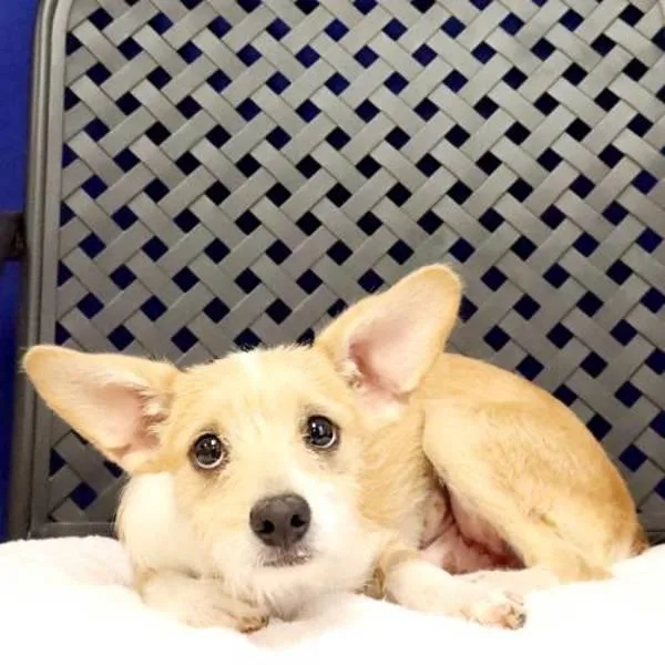 A baby small-sized male Cairn Terrier dog named Sprite for adoption in Fort Davis, TX