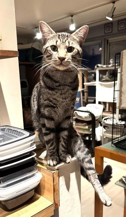 A young medium-sized male Tabby (Brown / Chocolate) Domestic Short Hair cat named Toby for adoption in New York, NY