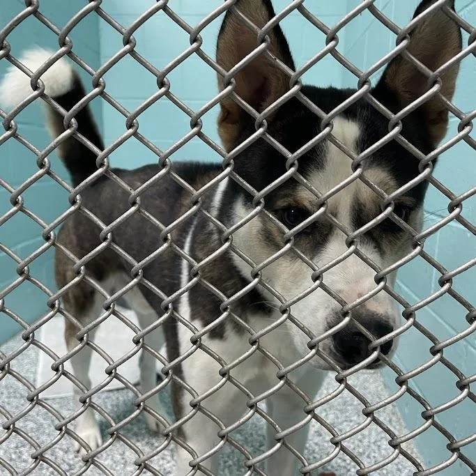 An adult large-sized male Black Shepherd dog named Zeus for adoption in Port Charlotte, FL