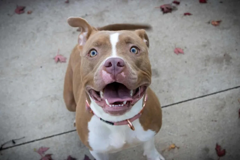 An adult large-sized female Pit Bull Terrier dog named Claudette for adoption in Austin, MN