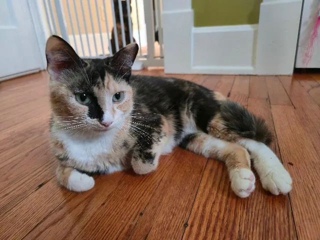 A young medium-sized female Domestic Short Hair cat named Blouse for adoption in Cincinnati, OH