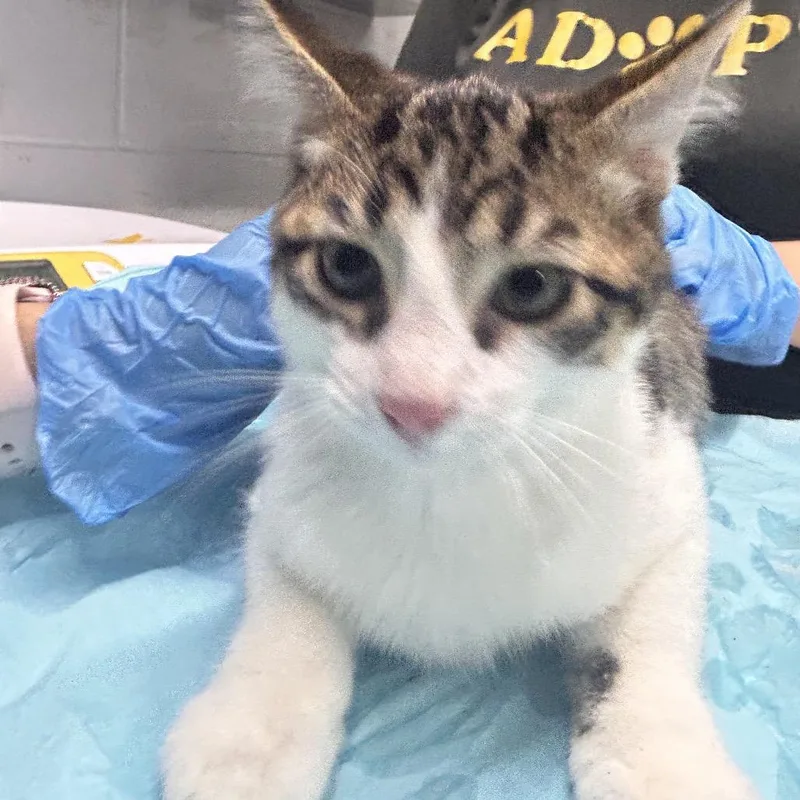 A baby small-sized male White Domestic Short Hair cat named Nick for adoption in Summerville, SC