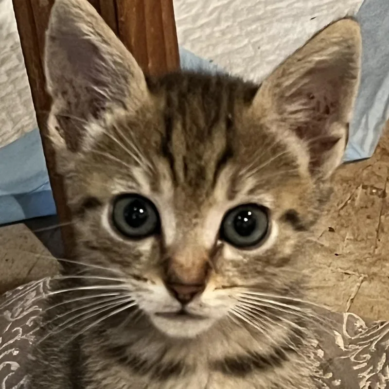 Ludakris