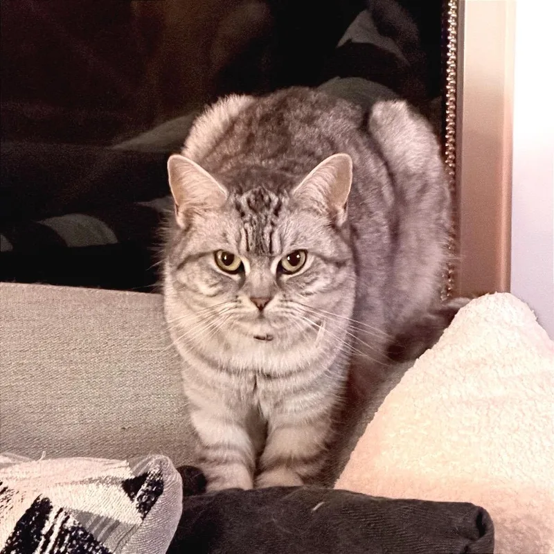 A young medium-sized female Gray / Blue / Silver British Shorthair cat named Koka for adoption in Houston, TX
