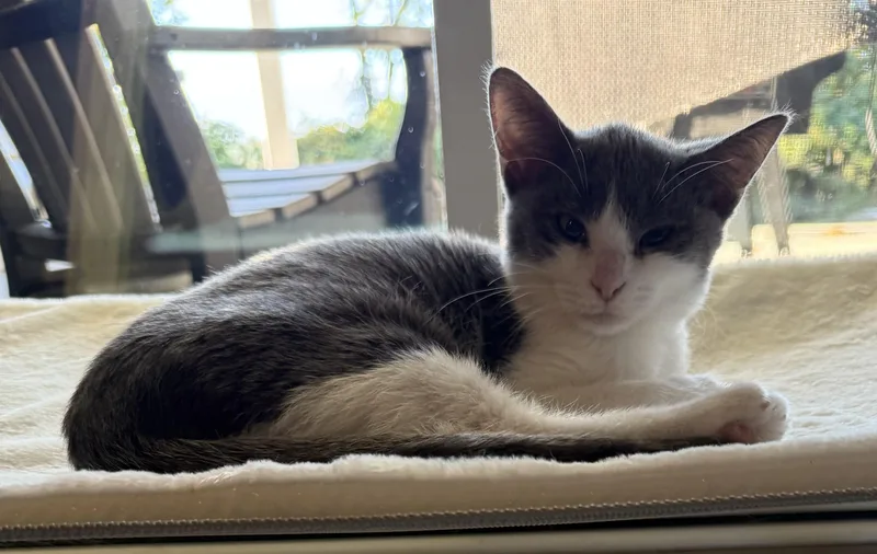 A baby small-sized female Gray & White Domestic Short Hair cat named Petunia for adoption in CANONSBURG, PA