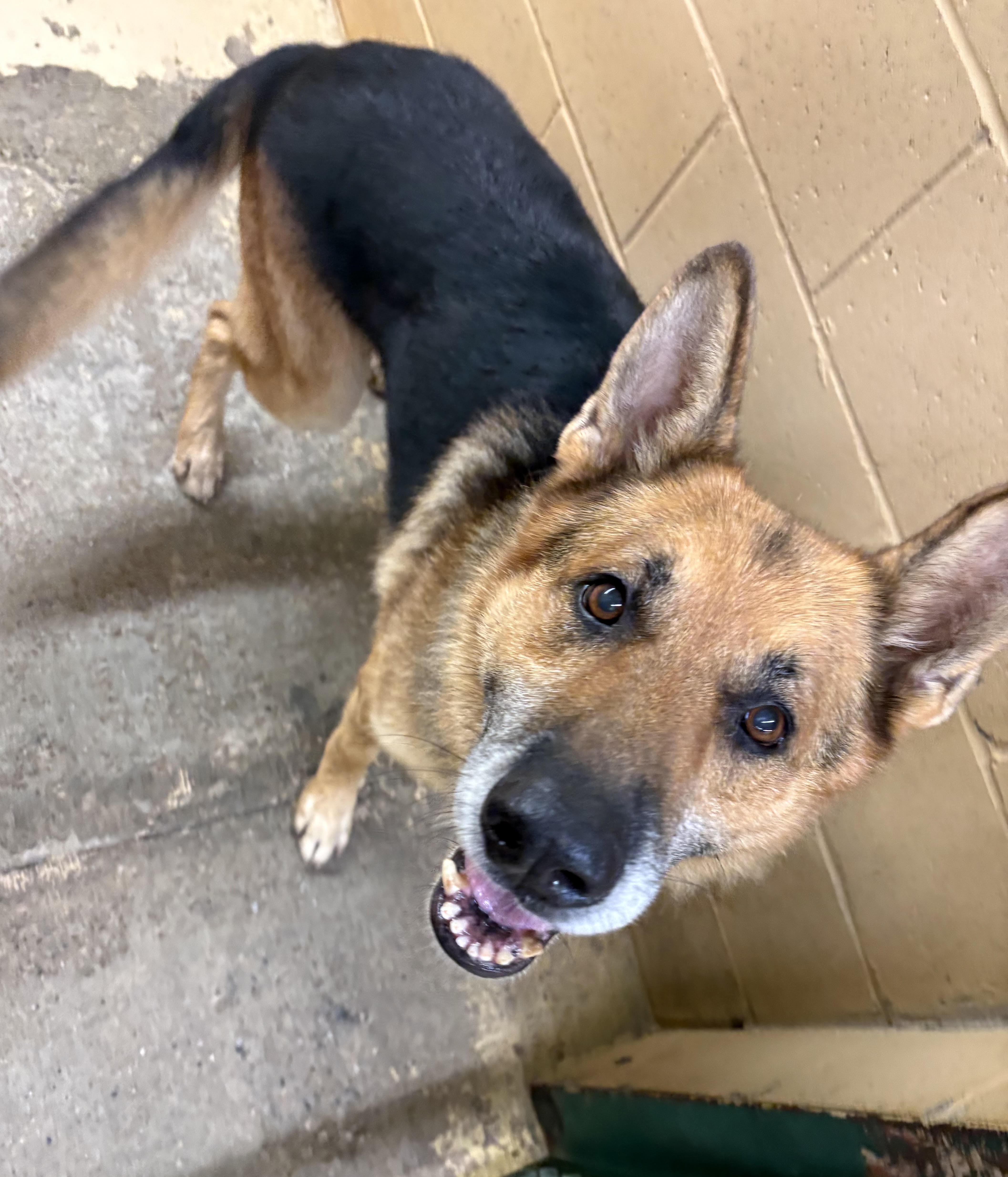 A senior large-sized male Bicolor German Shepherd Dog dog named Riley for adoption in Monticello, GA