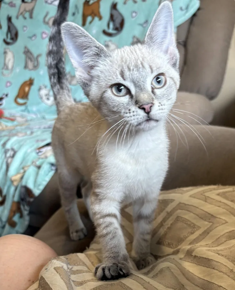 A young small-sized female Siamese cat named Pina Colada for adoption in Newtown Square, PA