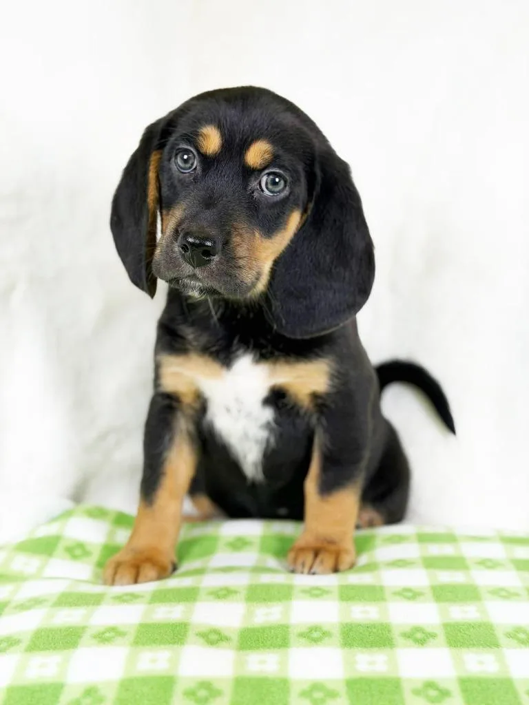 Spring Litter  Petal