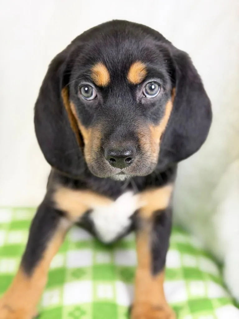 Spring Litter  Petal thumbnail 3