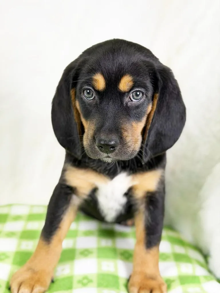 Spring Litter  Petal thumbnail 4