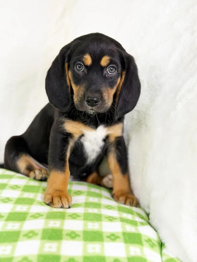 Spring Litter  Petal thumbnail 5