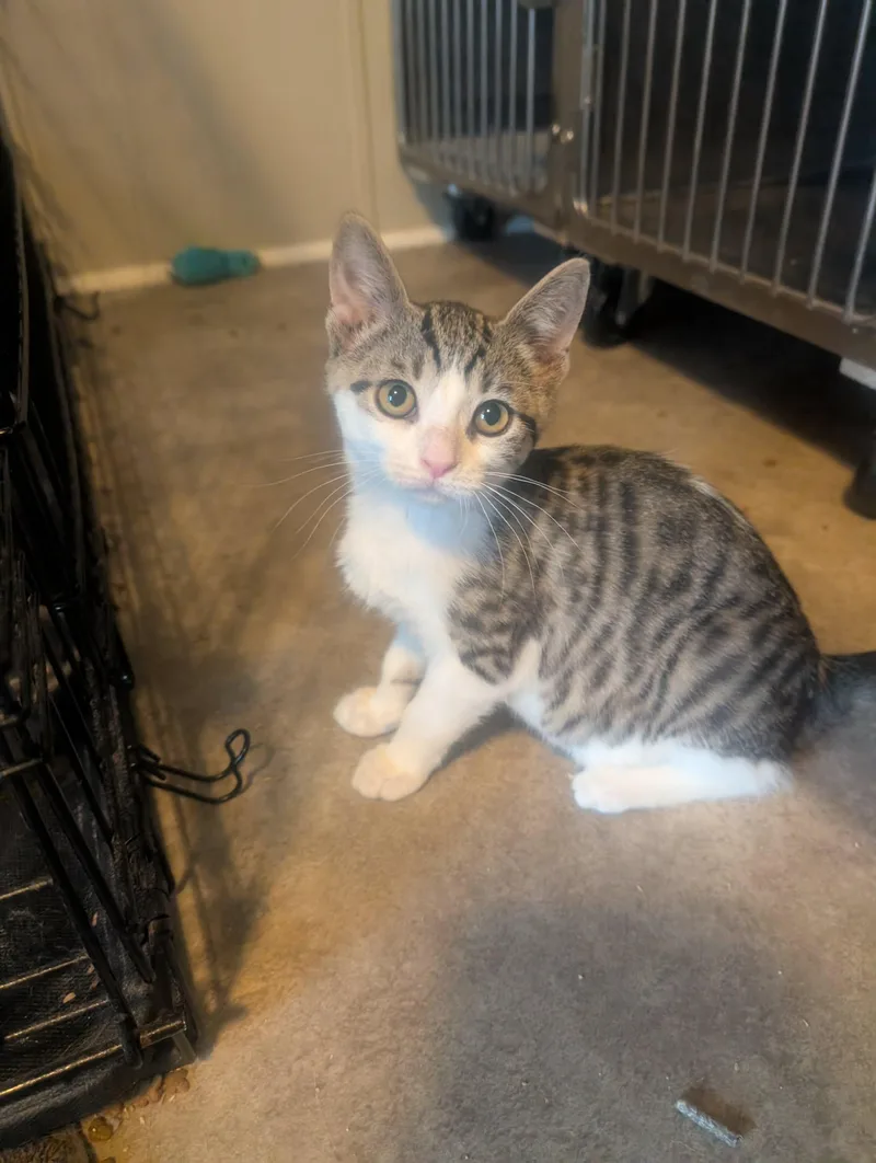 A baby medium-sized female Tabby (Brown / Chocolate) Domestic Short Hair cat named Pepper for adoption in fennville, MI