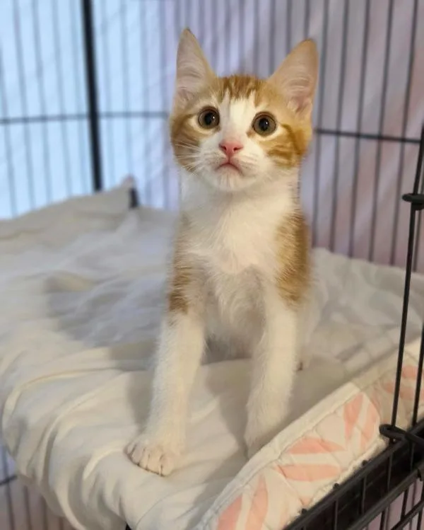 A baby small-sized male Domestic Short Hair cat named Chowder for adoption in Novato, CA