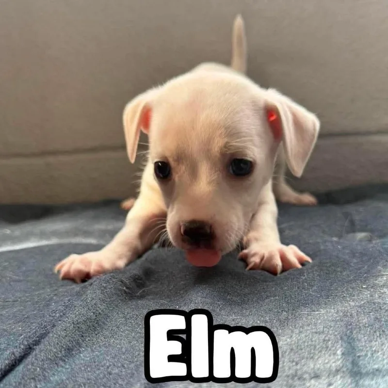 Elm