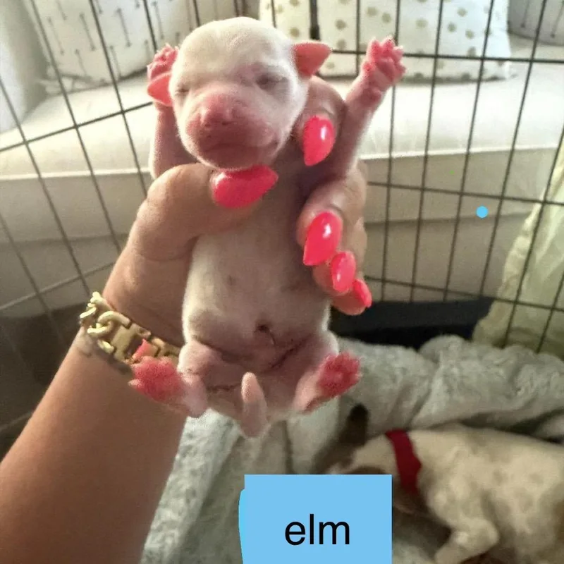 Elm thumbnail 2