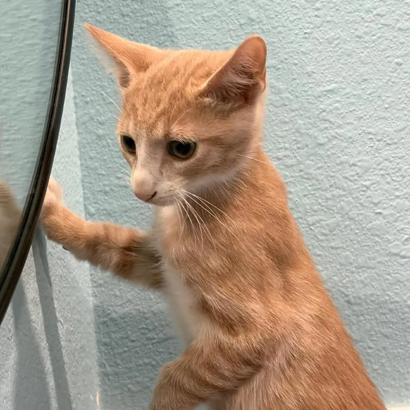 A baby small-sized male Domestic Short Hair cat named Peach for adoption in Harlingen, TX