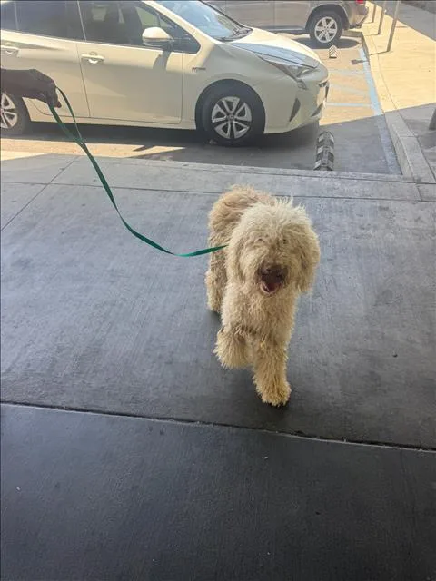 An adult large-sized female Poodle dog named Ana for adoption in Los Angeles, CA