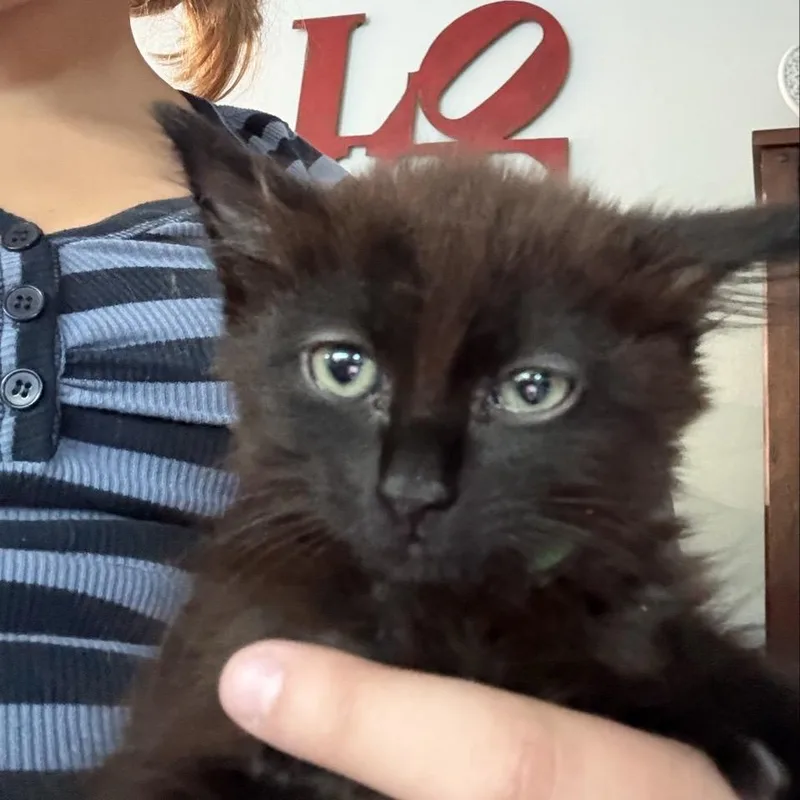 A baby small-sized female Domestic Medium Hair cat named Spike for adoption in Westminster, CA