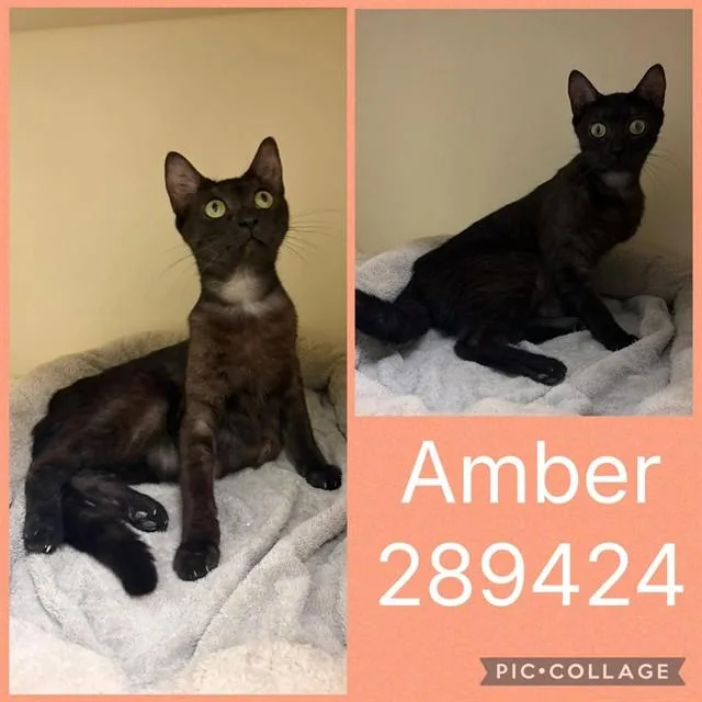 Amber