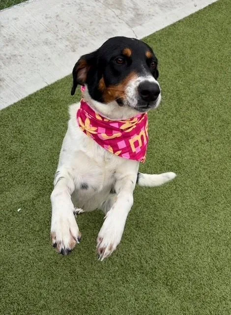 An adult medium-sized female Tricolor (Brown, Black, & White) Treeing Walker Coonhound dog named Jelly Bean for adoption in Fayetteville, AR