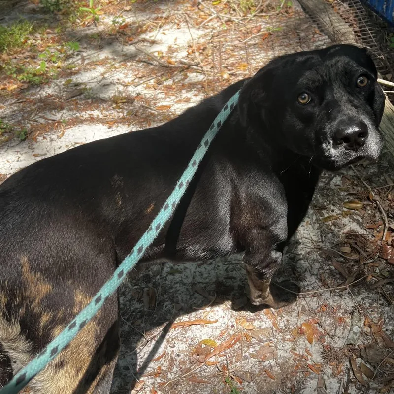 An adult medium-sized male Black Mixed Breed dog named Ledger for adoption in Summerville, SC