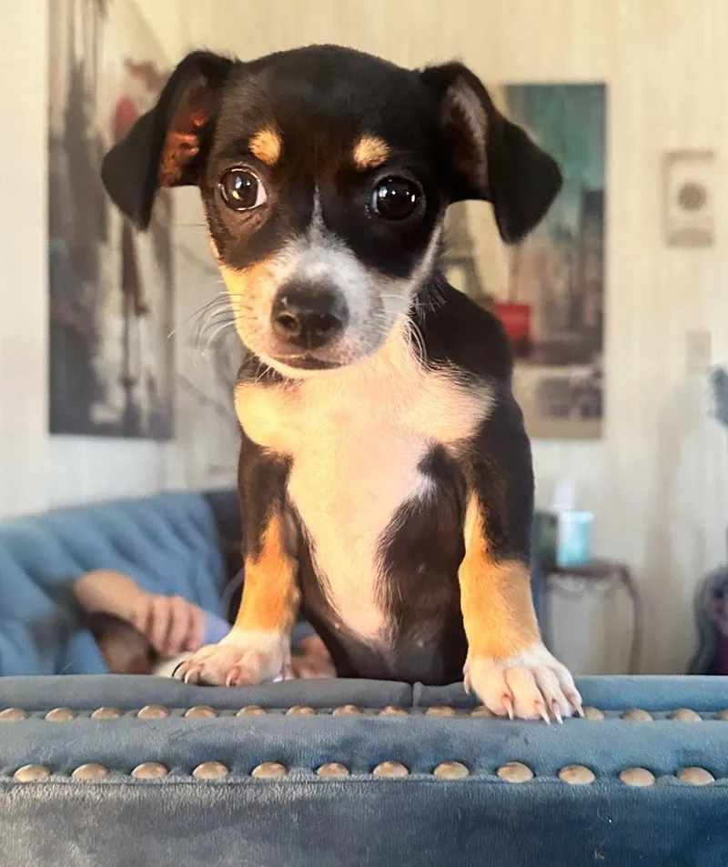 A baby medium-sized female Chihuahua dog named Cookie for adoption in Royal Palm Beach, FL