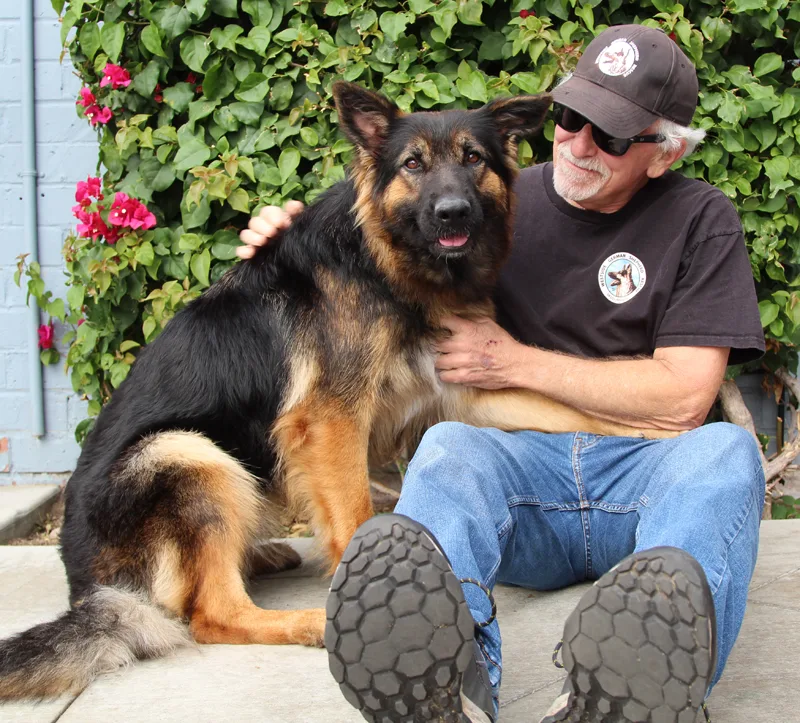 A young large-sized female German Shepherd Dog dog named Petal Von Pima for adoption in Los Angeles, CA