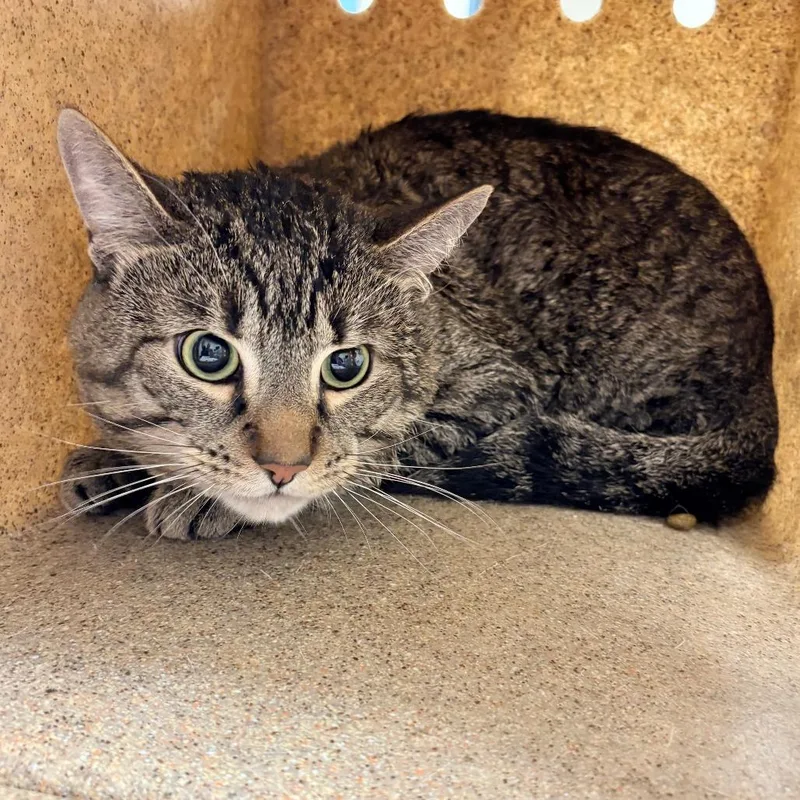An adult medium-sized male Gray / Blue / Silver Domestic Short Hair cat named Little Foot for adoption in Philadelphia, PA