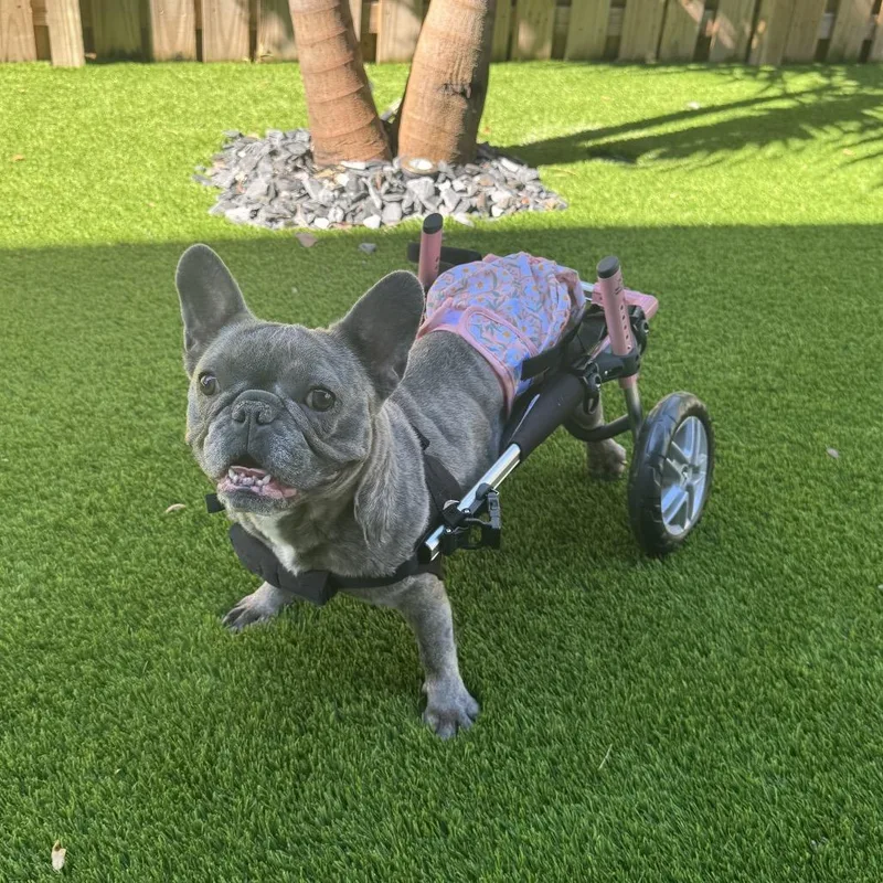 Ursula Pink aka Lady