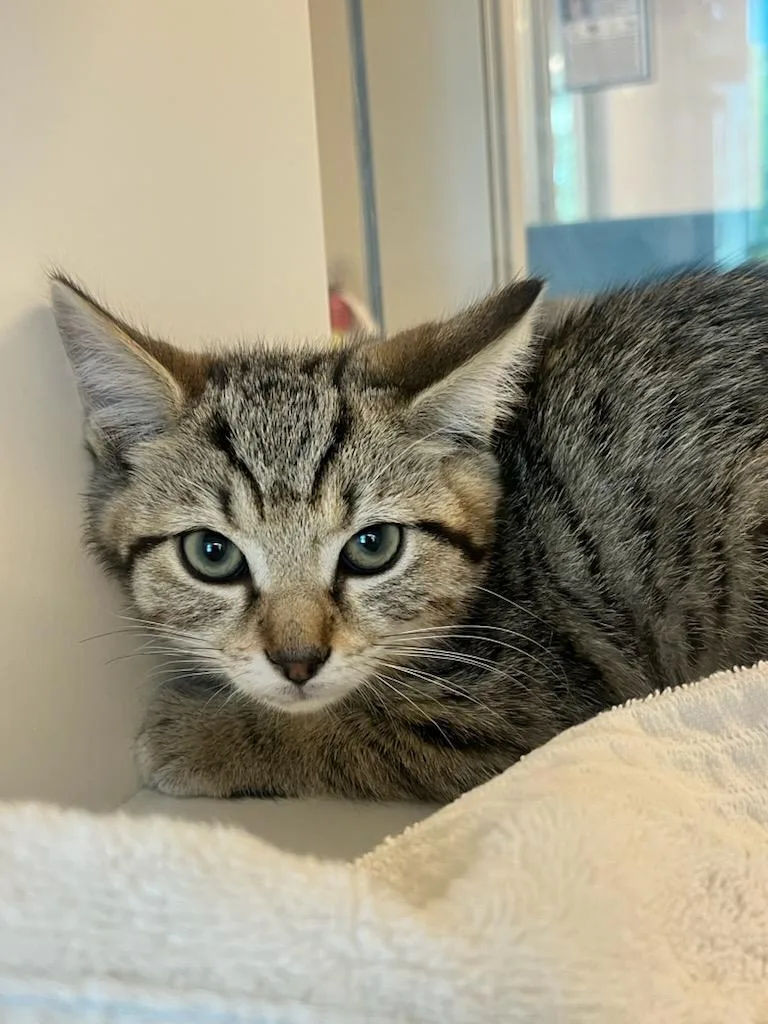 A baby small-sized male Tabby (Brown / Chocolate) Domestic Short Hair cat named Zodiac for adoption in Manassas, VA
