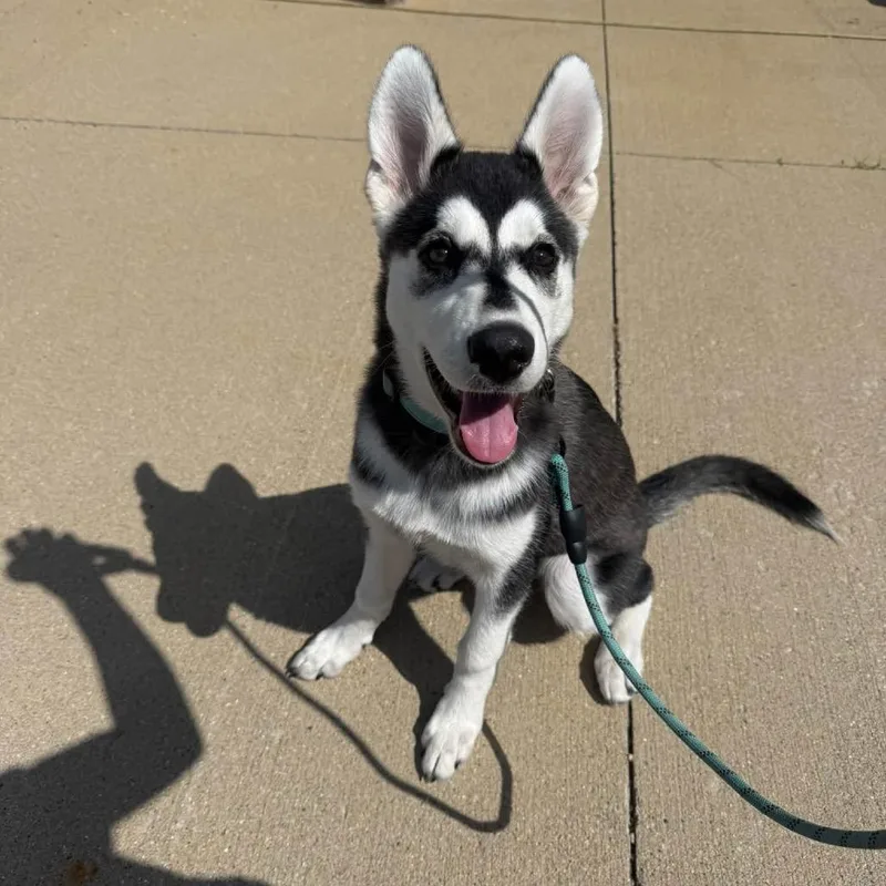 A baby medium-sized female Husky dog named Kona for adoption in Chillicothe, IL