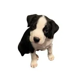 A baby medium-sized male Border Collie dog named Wilbur for adoption in Red Bluff, CA