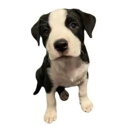 Wilbur thumbnail 2