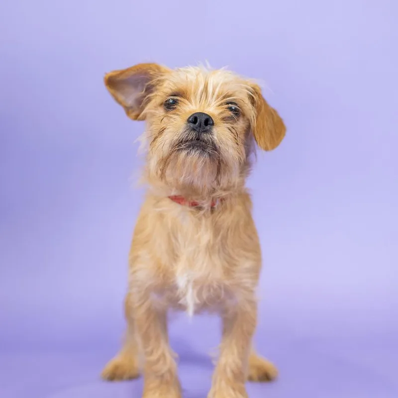 A young small-sized female Red / Chestnut / Orange Terrier dog named Alani for adoption in Portland, OR