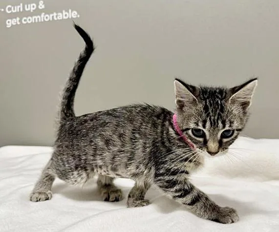 A baby small-sized female Domestic Short Hair cat named Walnut for adoption in Saint Louis, MO