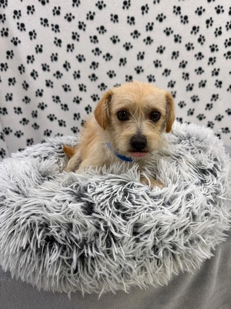 A young small-sized male Terrier dog named Iggy for adoption in Brookings, OR