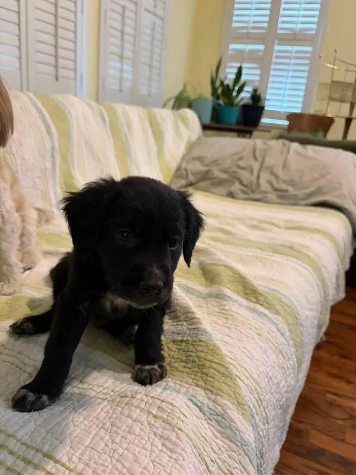 A baby small-sized male Tricolor (Brown, Black, & White) Terrier dog named Benny for adoption in Colorado Springs, CO