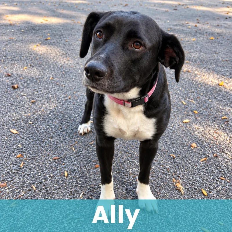 Ally thumbnail 2