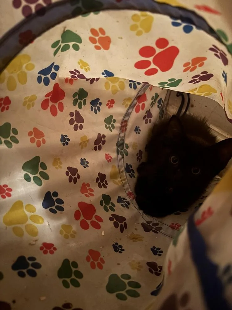 A baby medium-sized male Black Domestic Short Hair cat named Fluffle for adoption in Salisbury, NC