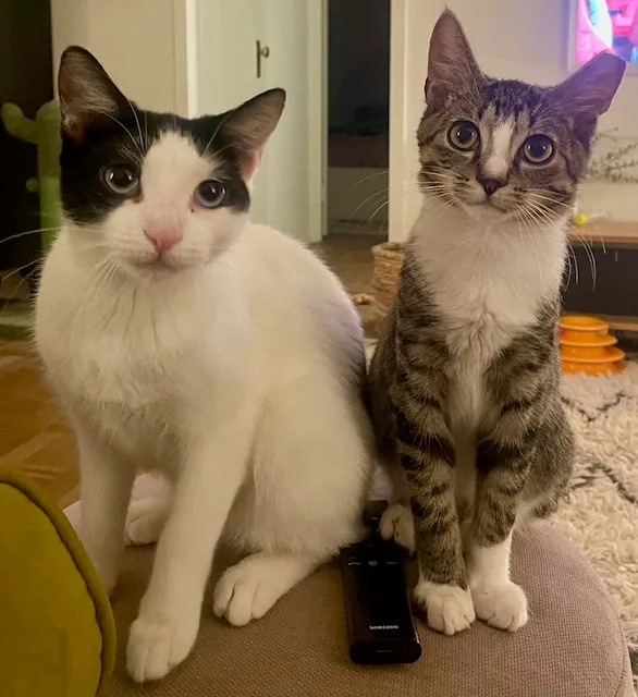 A young small-sized male Tabby (Gray / Blue / Silver) Domestic Short Hair cat named Remy for adoption in New York, NY