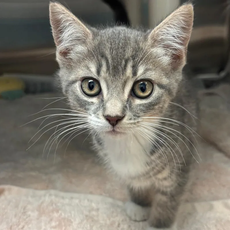 A baby small-sized female Gray / Blue / Silver Domestic Short Hair cat named Beefy  Layer Burrito for adoption in Philadelphia, PA