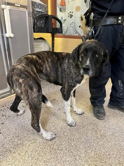 An adult large-sized female German Shepherd Dog dog named Yami for adoption in Riverside, CA