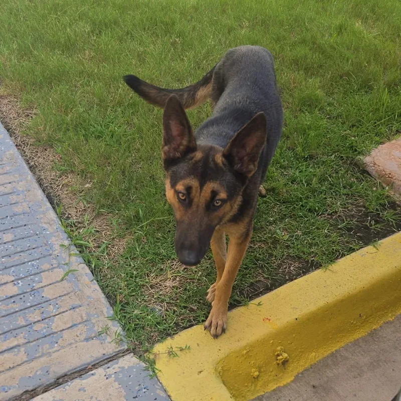 A young medium-sized female Black German Shepherd Dog dog named Carla for adoption in Mcallen, TX