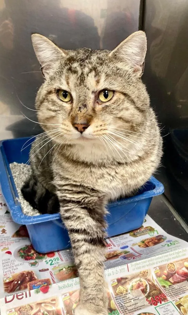 An adult large-sized male Domestic Short Hair cat named Meatball  AC for adoption in Greeneville, TN