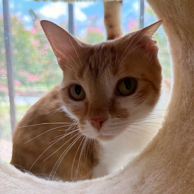 A young medium-sized female Orange & White Domestic Short Hair cat named Mabie at Fat Cat for adoption in Tallahassee, FL