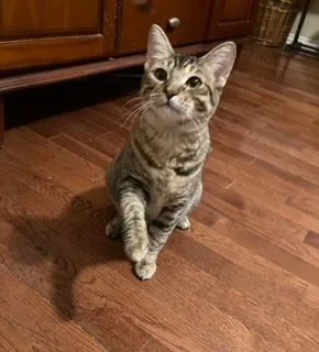 A baby medium-sized female Domestic Short Hair cat named April for adoption in Mansfield, TX